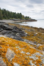Moose Island Lichen