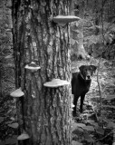 Ginger and tree fungus
