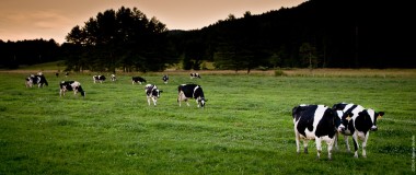 Holsteins