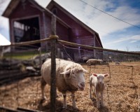 Trapp Farm Sheep