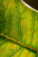 Milkweed Leaf