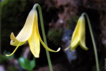 Yellow Trout Lily