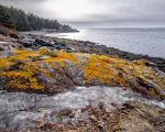 Island Lichen
