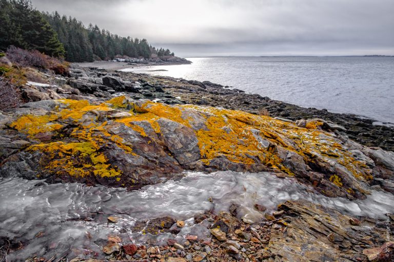 George Soules Photography Â» Island Lichen